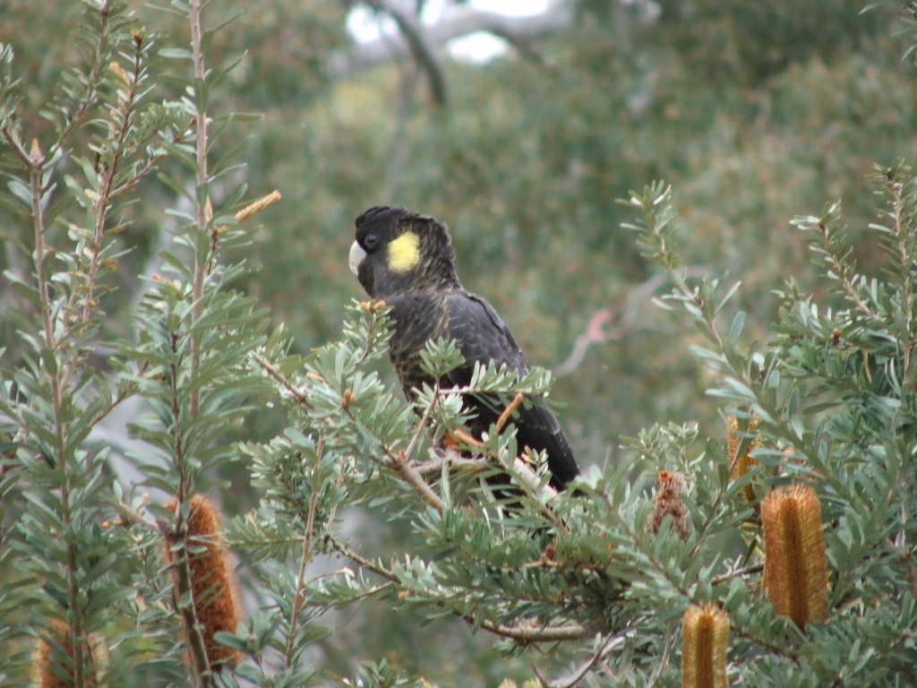 Yellow Tailed Black Cockatoo Sustainable winery adelaide hills forest wedding venue