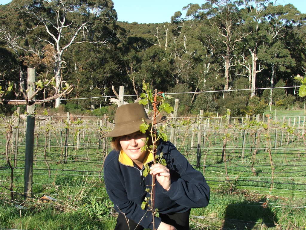 Adelaide Hills Vineyard