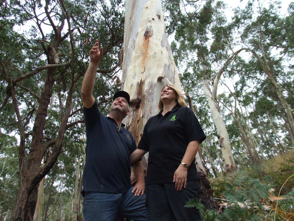 Sinclairs Gully Forest