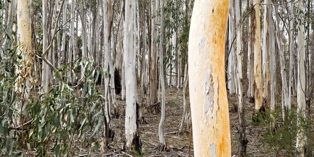 Adelaide Hills Live Music - Fringe in the Forest at Sinclairs Gully