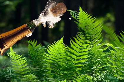 Sparkling in the Wild @ Sinclairs Gully. Make Your Own Bubbles